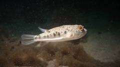 Tetractenos hamiltoni