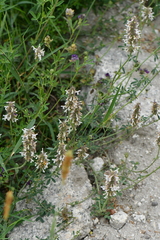 Nepeta podostachys