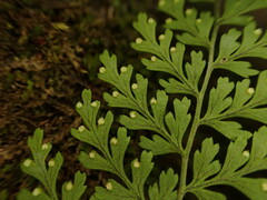 Dryopteris glabra pusilla