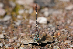 Erpetogomphus lampropeltis