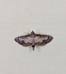 Cnaphalocrocis trebiusalis