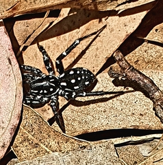 Nyssus albopunctatus