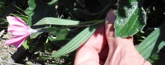 Babiana blanda