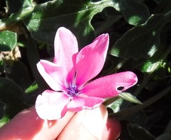 Babiana blanda