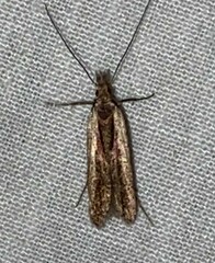 Dichomeris ligulella