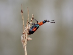 Dicranolaius bellulus