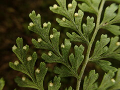Dryopteris glabra pusilla