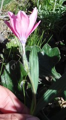 Babiana blanda