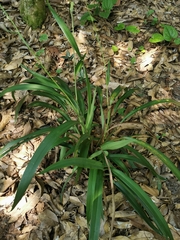 Dianella ensifolia