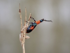 Dicranolaius bellulus