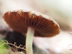 Psathyrella