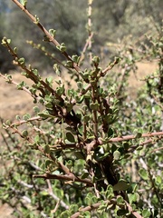 Ceanothus cuneatus