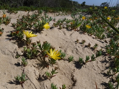Lampranthus explanatus
