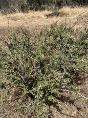 Ceanothus cuneatus