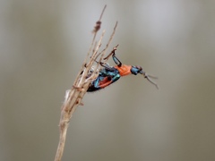 Dicranolaius bellulus