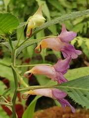 Impatiens arguta