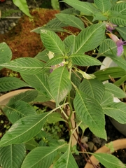 Impatiens arguta