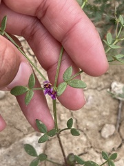 Fagonia laevis