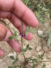 Fagonia laevis