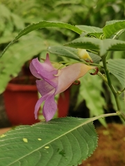 Impatiens arguta