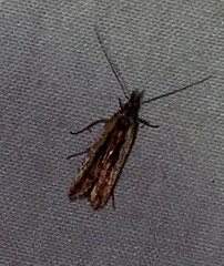 Dichomeris ligulella