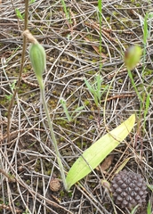 Caladenia latifolia