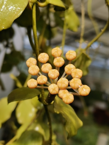Hoya kanyakumariana