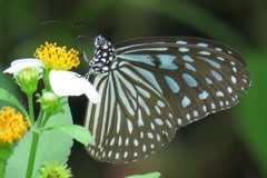 Ideopsis vulgaris macrina