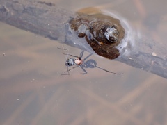 Myrmophyma