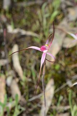 Caladenia versicolor