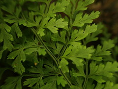 Dryopteris glabra pusilla