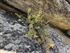 Cercocarpus betuloides