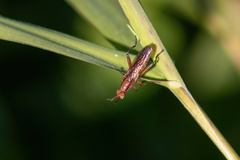 Dichetophora