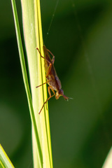 Dichetophora