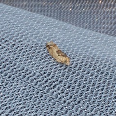 Crocidosema plebejana