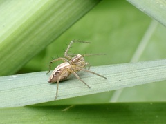 Oxyopes gracilipes