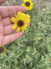 Encelia asperifolia
