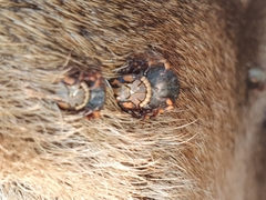 Amblyomma hebraeum
