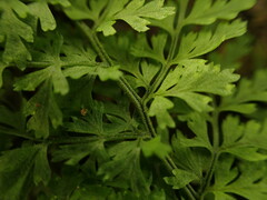 Dryopteris glabra pusilla