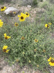 Encelia asperifolia