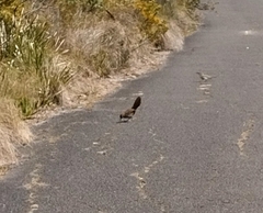 Dasyornis broadbenti