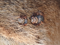 Amblyomma hebraeum