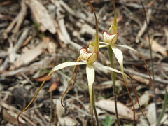 Caladenia fragrantissima