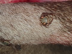 Amblyomma hebraeum