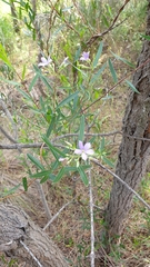 Billardiera cymosa