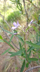 Billardiera cymosa