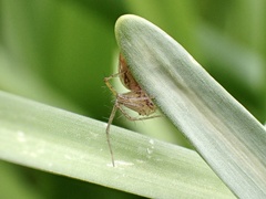 Oxyopes gracilipes