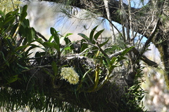 Dendrobium speciosum