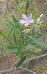 Billardiera cymosa