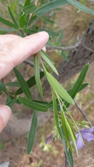 Billardiera cymosa